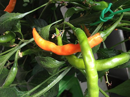 SEMI PEPERONCINO CHILE DE ARBOL ORANGE