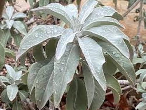 50pcs graines de plantes de sauge blanche