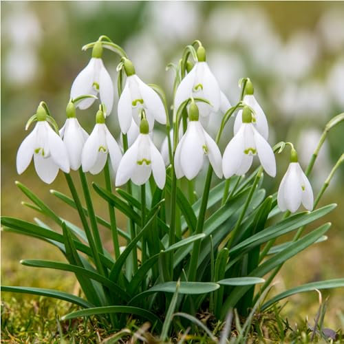 mgc24® Perce-neige Galanthus woronowii simple – 200 bulbes de fleurs (environ 6-7 mm)