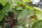 Tafeltraube/Weintraube 'Lake Mont' - Vitis Lakemont - Containerware 80-100 cm - Garten von Ehren®