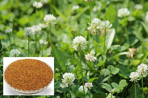 Landixx Weißklee 1 kg Kriechklee Saatgut Weissklee Trifolium repens Weiß-Klee Hasenfutter