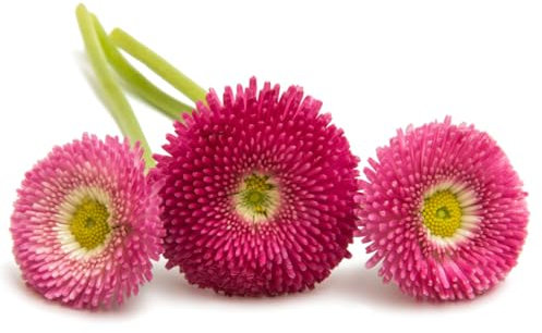 Bellis Plants, Daisy 'Mixed', 6 x Full Plant Pack, Bedding Plants, Daisies, Mixed Bellis, Summer Flowers, Garden Ready and Ready to Plant, Premium Quality Flowers