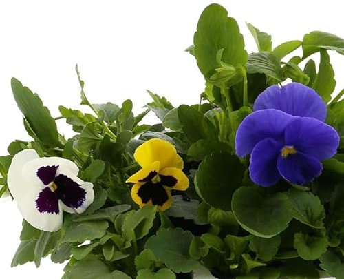 Pansy Mixed Boxed Bedding - 2 x 20 Packs - 40 Plants (Live Plants)