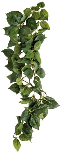 Komodo Sumatra Hanging Vine, 23 cm, Green