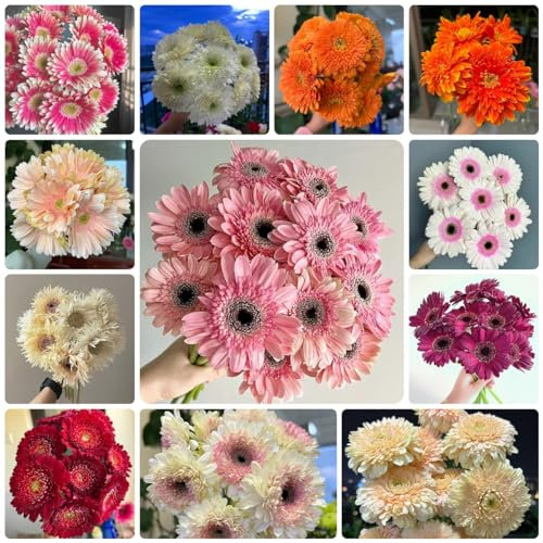 350 Pcs Gerbera Samen Winterhart, Geschenke Für Gärtner, Herbstblumen Winterhart Gerbera Blumen Samen, Stauden Winterhart Mehrjährig, Deko Blumen Blumensamen Mischung, Pflanzen Geschenk