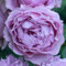 Lila Rosen pflanzen (1 Duftende Pflanze), große winterhart mehrjährig Stauden, Pflanzen aus Holland für Garten und Topf (kein Samen, blumenzwiebeln und nicht künstlich)