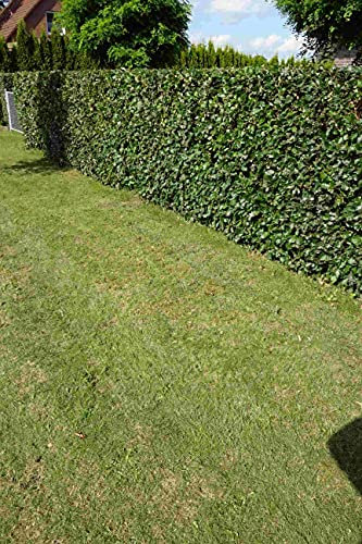 Rotbuchen 50t. 150-180cm Forstpflanzen Rotbuche Fagus sylvatica Wurzelware Heckenpflanzen heimisch