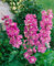 Delphinium Pacific 'Astolat' ca. 9x9 cm Topf - Rittersporn, rosa Blüten, Blütezeit Juni-August, ideal für Rabatten, bienenfreundlich, pflegeleicht