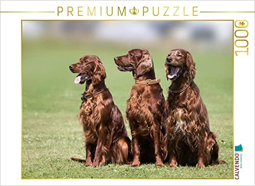 CALVENDO Puzzle 3 Irish Setter 1000 Teile Puzzle quer | Lege-Größe cm Foto-Puzzle für glückliche Stunden