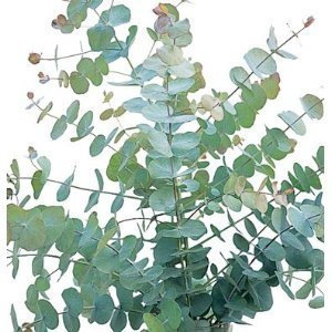 30 + Semi, eucalipto (Eucalyptus cinerea) SeedsSilver Dollar