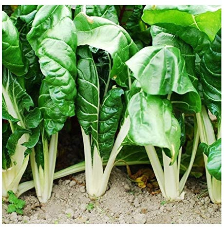 PREMIER SEEDS DIRTECT SWISS CHARD - FORDHOOK GIANT - 100 SEEDS - ORGANIC