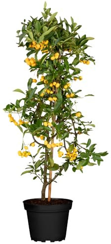 Feuerdorn Soleil d'or Pyracantha Gelb Immergrüne Pflanze als Sichtschutz-Hecke - Heckenpflanze/Kletterpflanze von Garten Schlüter - Pflanzen in Top Qualität