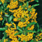 Feuerdorn Soleil d'or Pyracantha Gelb Immergrüne Pflanze als Sichtschutz-Hecke - Heckenpflanze/Kletterpflanze von Garten Schlüter - Pflanzen in Top Qualität