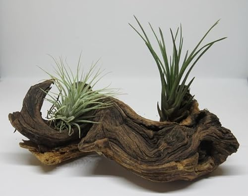 florari Mopani mit 2 Tillandsien - Variante 3 - Wurzel mit Tillandsia