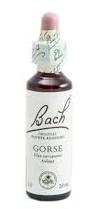 BACH FLORES DE BACH GORSE 20 ml Glasflasche mit Tropfer, 20 ml