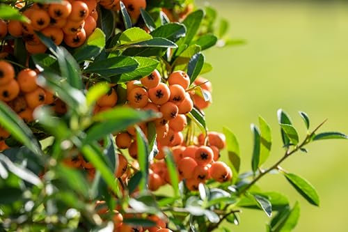 Feuerdorn Darts Red - Pyracantha Darts Red 40-60 cm hoch - Garten von Ehren