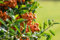Feuerdorn Darts Red - Pyracantha Darts Red 40-60 cm hoch - Garten von Ehren