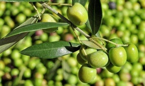 Ulivo Olivo varietà Leccino Olea europea pianta in vaso 5 lt mensa olio h 1 metro circa Vivaio di Castelletto