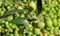 Ulivo Olivo varietà Leccino Olea europea pianta in vaso 5 lt mensa olio h 1 metro circa Vivaio di Castelletto