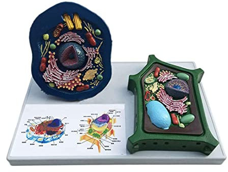 Medical Anatomical Animal And Plant Cell Model Teaching Model 28 * 18 * 13Cm Experimental Biological Teaching PVC for Medical Display Model Anatomy Teaching Model