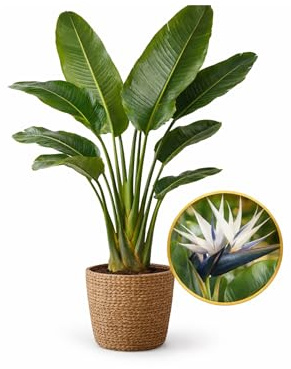 Strelitzia Nicolai Planta Natural Grande – Ave del Paraíso Gigante 90-110cm incluida maceta – Planta Decorativa Exótica Interior y Exterior con Hojas Grandes Tipo Platanero