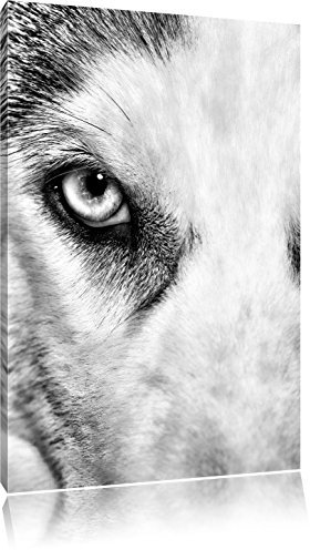 Pixxprint Husky mit Eisblauen Augen, Größe: 60x40cm, Leinwandbild, fertig gespannt, Wandbild, Dekoration, Kunstdruck, kein Poster