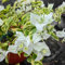 100 Pcs Bougainvillea Pflanzen Kaufen Samen - Seltene Pflanzen, Wohnzimmer Deko Drillingsblume Bougainvillea Pflanze Winterhart Samen, Wildblumensamen, Hochbeet Samen Blumenwiese Samen