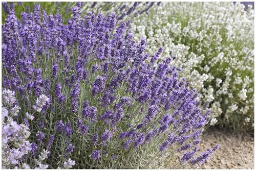 1 x Lavandula angustifolia 'Hidcote Blue' (Staude/Stauden/Winterthart/Mehrjährig) Echter Lavendel - Stecklingsvermehrt - hoher Ölgehalt - Sehr Insekten- und Bienenfreundlich - von Stauden Gänge