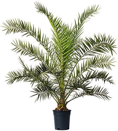 Canary Island Date Palm - Phoenix Canariensis Plant | Outdoor Hardy Tall Evergreen Exotic Tropical Palm Tree Potted | Feature Garden Plant - 150-175cm