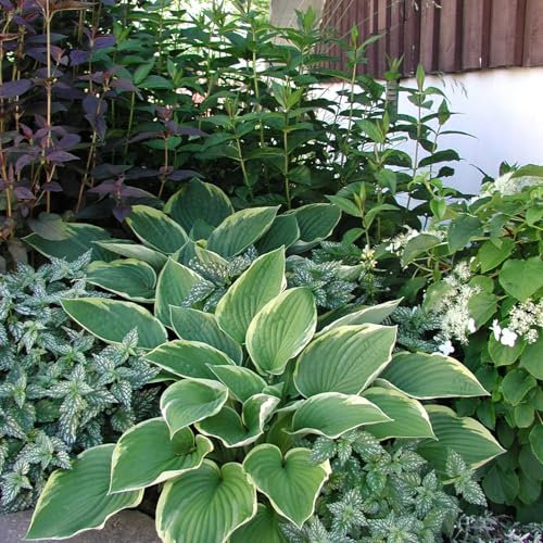 Bulbos De Hosta Requieren Poco Mantenimiento Y Son Adecuadas Para Que Las Cultiven Los Principiantes. Hosta Es Fuerte Y Poderosa. Hosta Tiene Un Sistema De RaíCes Bien Desarrollado.-15bulbs-B
