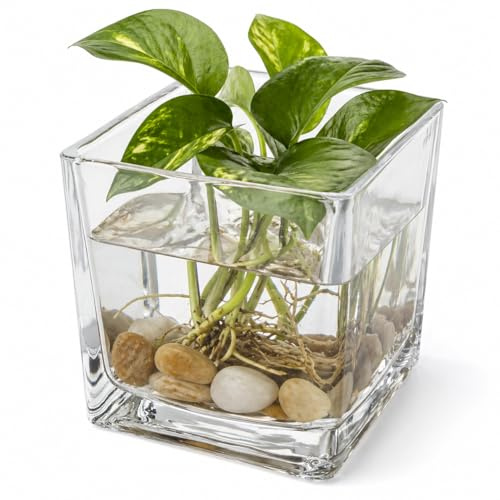 SUPVOX Jarrón de cristal cuadrado transparente de 8 cm, jarrón hidropónico para flores, maceta de escritorio para centros de mesa de boda, exhibición moderna de mesa y decoración del hogar, 1 paquete