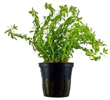 AquaOne Aquarium Pflanze Rotala sp. 'Nanjenshan' (Boschii) I Wasserpflanze Aquariumpflanze Stängelpflanze einfach pflegeleicht Aquascaping Dekoration