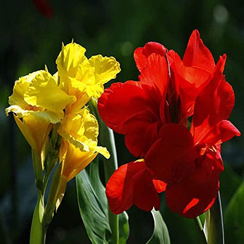 FStening 4 Pezzi Rosso Giallo Due Varietà Miste Canna Indica Bulbi Gli Steli Per Piantare All'aperto Eretti Rendono Il Tuo Giardino Esotico