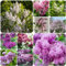 500 pcs flieder samen - Syzygium aromaticum,Seltene Pflanzen serie, gastgeschenk blumensamen mittagsblume winterhart garten pflanzen balkonblumen winterharte kübelpflanzen blumendeko