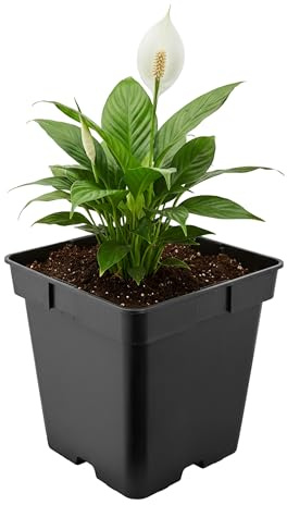 Garronda Pflanztopf Kunststoff 18 x 18 x 18 cm (4L) eckig mit Drainagelöchern Blumentopf robust Pflanzentopf für Garten Gewächshaus Balkon Anzucht Innen Außenbereich Schwarz GD-0199