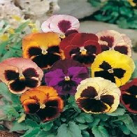 Country Value PANSY Swiss Giants Mixed Seeds