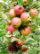 ALBERO DI MELO SIMILE-MALUS DOMESTICA- DOLCE 'MAIATICA' - pianta vera da frutto da esterno