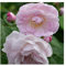 Rosa Peter Beales Blush Noisette Climbing Rose