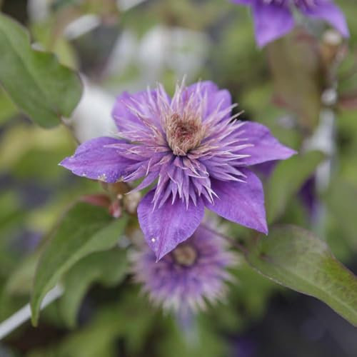 Clematis 'Multi Blue' Large Double Blooms Deep Blue Vigorous Climber Perfect for Walls and Fences 1X or 3X 7cm Pots by Thompson and Morgan