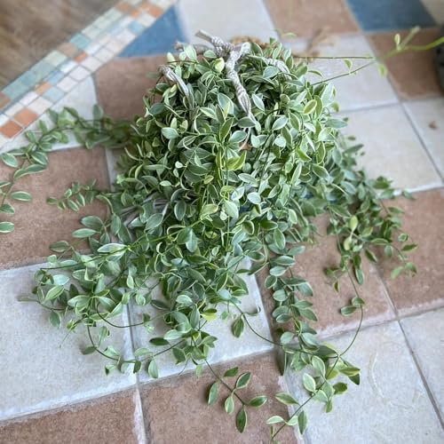 80 pcs Grünlilien samen- deko garten hängepflanze echt Chlorophytum comosum winterharte kübelpflanzen grüne deko geschenke für hobbygärtner garten pflanzen balkongewächshäuser bonsai