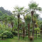 CHINESE Hanfpalme Trachycarpus Fortunei 5 SEEDS