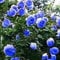 100 Perennials Blue Climbing Samen Rose F2, Schöne HauptGardening DIY