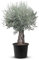 Tropictrees Bonsai Olivenbaum Winterhart für Draußen, 250 cm Höhe Bonsai Baum, Echt 100 Jahre alter Olea Europaea im Topf mit 60-80 cm altem knorrigem Stammumfang
