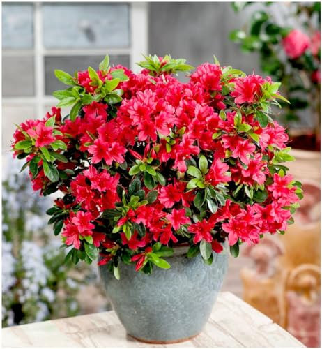 GrowOn Shrubs [x2] Dwarf Japanese Azalea Japonica 'Geisha Red' | Multi-Pack | Evergreen Shrubs | Outdoor Garden Ready Plants | Spring Flowering | Red Flowers