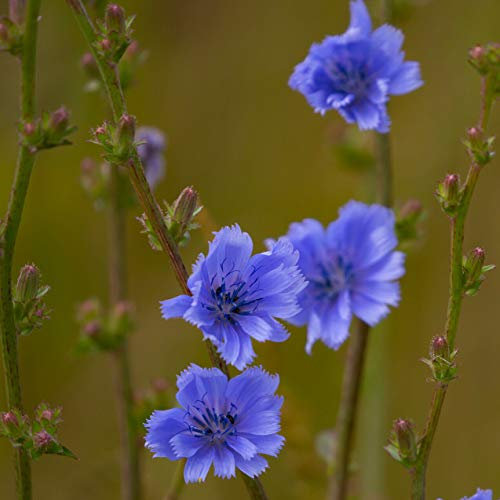 500g Seeds of Common Chicory Cichorium Intybus Succory