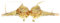 MZPOZB Paillettenbesetztes BH-Top Glitzerndes Damen-BH-Top mit Pailletten und Perlen, sexy Quasten-Crop-Top for Festivals, Raves, Tanz, Clubwear, Bauchtanz-BH-Outfit Glitzer Body Damen(Gold)