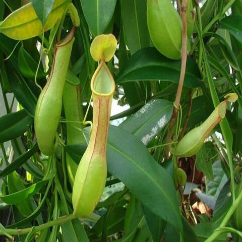 50 semi di pianta di Nepenthes verde