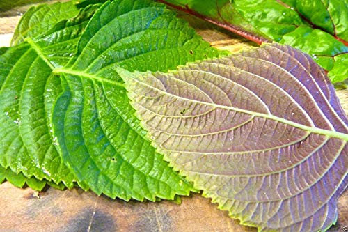 Pinkdose 1000 SEMILLAS DE PERILLA COREANA,Shiso (Perilla Frutescens) Especialidad Coreana Hierba