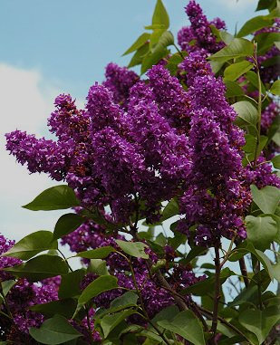 5 graines de Syringa Vulgaris violet foncé lilas commun