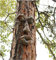 LUCKLY Jardin Yard Art,Yard Art Sculpture Décorations Extérieur Sculpture Arbre Visage Jardin Arrière-Cour Décoration, Drôle de Résine Arbre Visage Birdfeeder (C)
